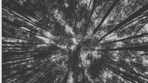 Forest view symbolizing perspective and astrology predictions