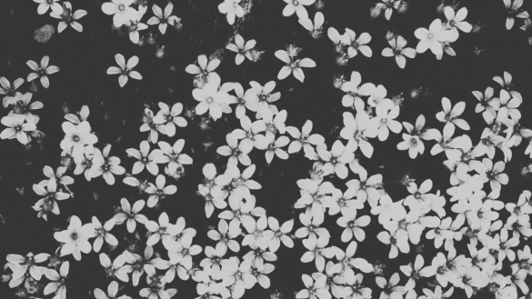 Floral pattern representing the 12 zodiac signs as feminine archetypes