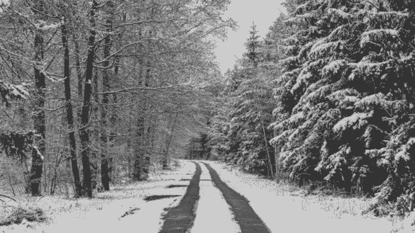 Snowy forest path representing mental clarity and elemental balance